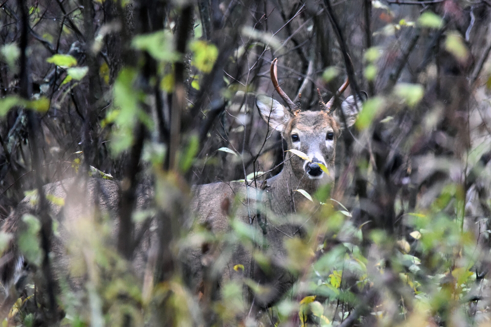 A white-tailed buck watching from dense Northwoods brush and hardwoods